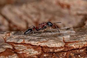 formica rossa adulta del ramoscello foto