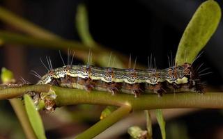 bruco che mangia una pianta di portulaca comune foto