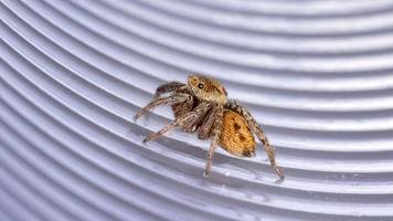 adanson house jumping spider foto