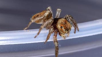 adanson house jumping spider