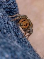 adanson house jumping spider foto