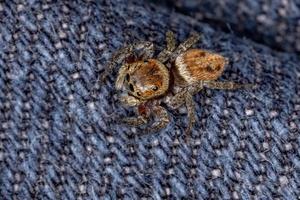 adanson house jumping spider foto