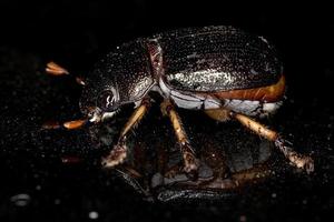scarabeo di chafer foglia brillante adulto