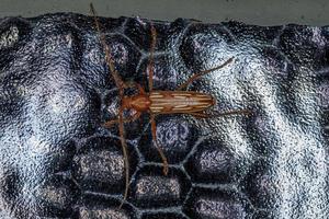 tipico scarabeo longhorn foto