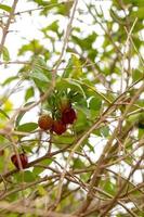 frutti rossi di acerola