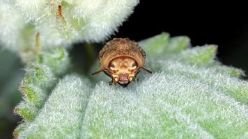 scarabeo foglia verrucosa foto