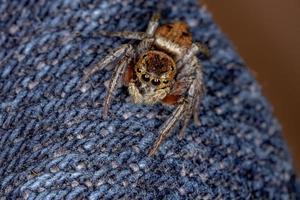 adanson house jumping spider foto