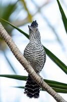 maschio brasiliano sbarrato antshrike foto