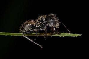 formica carpentiere femmina adulta foto