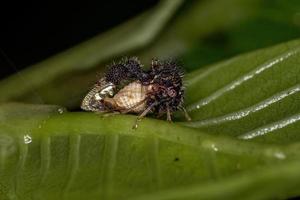 Treehopper adulto che imita le formiche