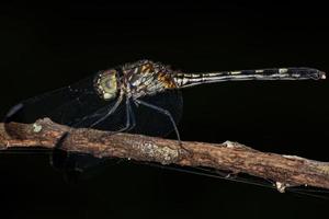 insetto libellula adulto foto
