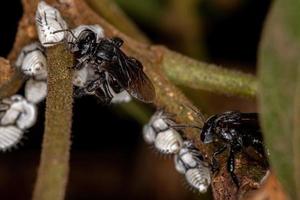 ape adulta senza pungiglione che interagisce con le tipiche ninfe treehoppers foto