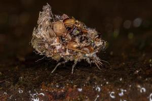 larva di merletto verde foto