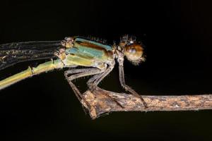 libellula adulta dalle ali strette