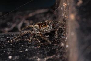 ragno saltatore pantropicale femmina adulta foto