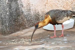 ibis dal collo camoscio foto