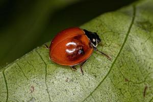 scarabeo adulto immacolato