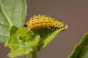 larve di coleotteri delle pulci foto