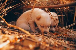 Là siamo molti cuccioli nel il foresta foto