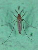 zanzara culicina adulta foto