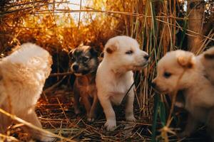 Là siamo molti cuccioli nel il foresta foto