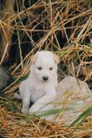 Là siamo molti cuccioli nel il foresta foto