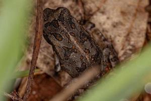 rospo cururu giovanile foto