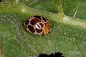 scarabeo comune adulto foto