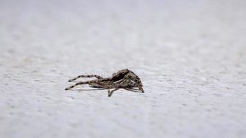 ragno che salta dal muro grigio foto