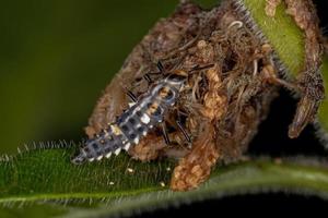 larva di coccinella a macchie nere foto