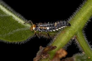 larva di coccinella a macchie nere foto