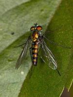 mosca adulta a zampe lunghe foto