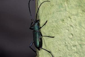 scarabeo dalle lunghe corna foto