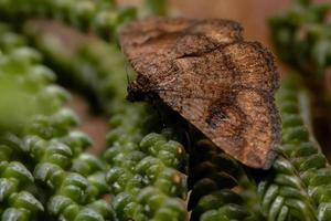 falena adulta in una pianta foto