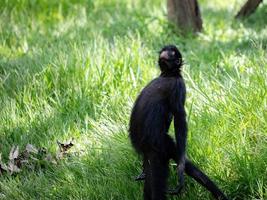 scimmia ragno nera dalla faccia nera foto