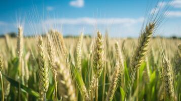 ai generato d'oro Grano campo sotto chiaro blu cielo foto