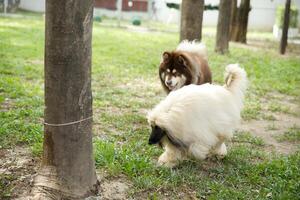 vicino su bianca Marrone colore alaskan malamute soffice Grasso pelliccia viso in esecuzione , giocando con amici nel cane parco foto