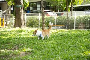 vicino su lungo coda soffice Grasso pelliccia corgi viso con cane guinzaglio in esecuzione , salto , giocando giocattolo nel cane parco foto