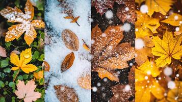 ai generato collage di le stagioni - molla, estate, autunno e inverno. foto