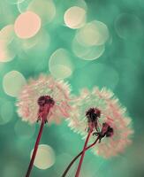 ai generato dente di leone fiore con morbido pastello colori e bokeh foto