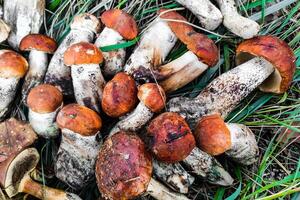 l. aurantiacum, boletus edulis, leccinum scabro fungo raccolta. foto