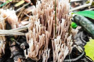 artomices pyxidatus fungo nel il foresta avvicinamento. foto