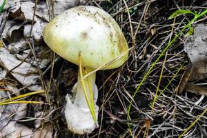 il maggior parte velenoso fungo amanita falloide nel il foresta avvicinamento. foto