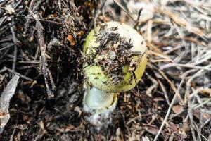 il maggior parte velenoso fungo amanita falloide nel il foresta avvicinamento. foto