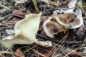fungo rodocollibia butirracea nel il foresta avvicinamento. foto