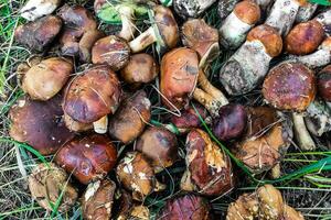 l. aurantiacum, boletus edulis, leccinum scabro fungo raccolta. foto