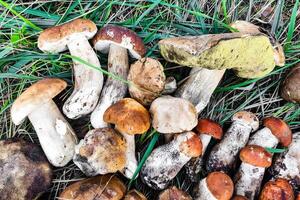 l. aurantiacum, boletus edulis, leccinum scabro fungo raccolta. foto