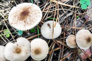 fungo rodocollibia maculata nel il foresta avvicinamento. foto