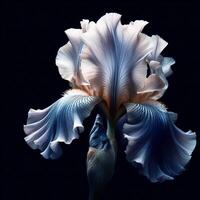 ai generato blu iris isolato su nero sfondo. fiori e impianti nel primavera. foto