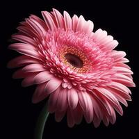 ai generato rosa gerbera isolato su nero sfondo. fiori e impianti nel primavera. foto